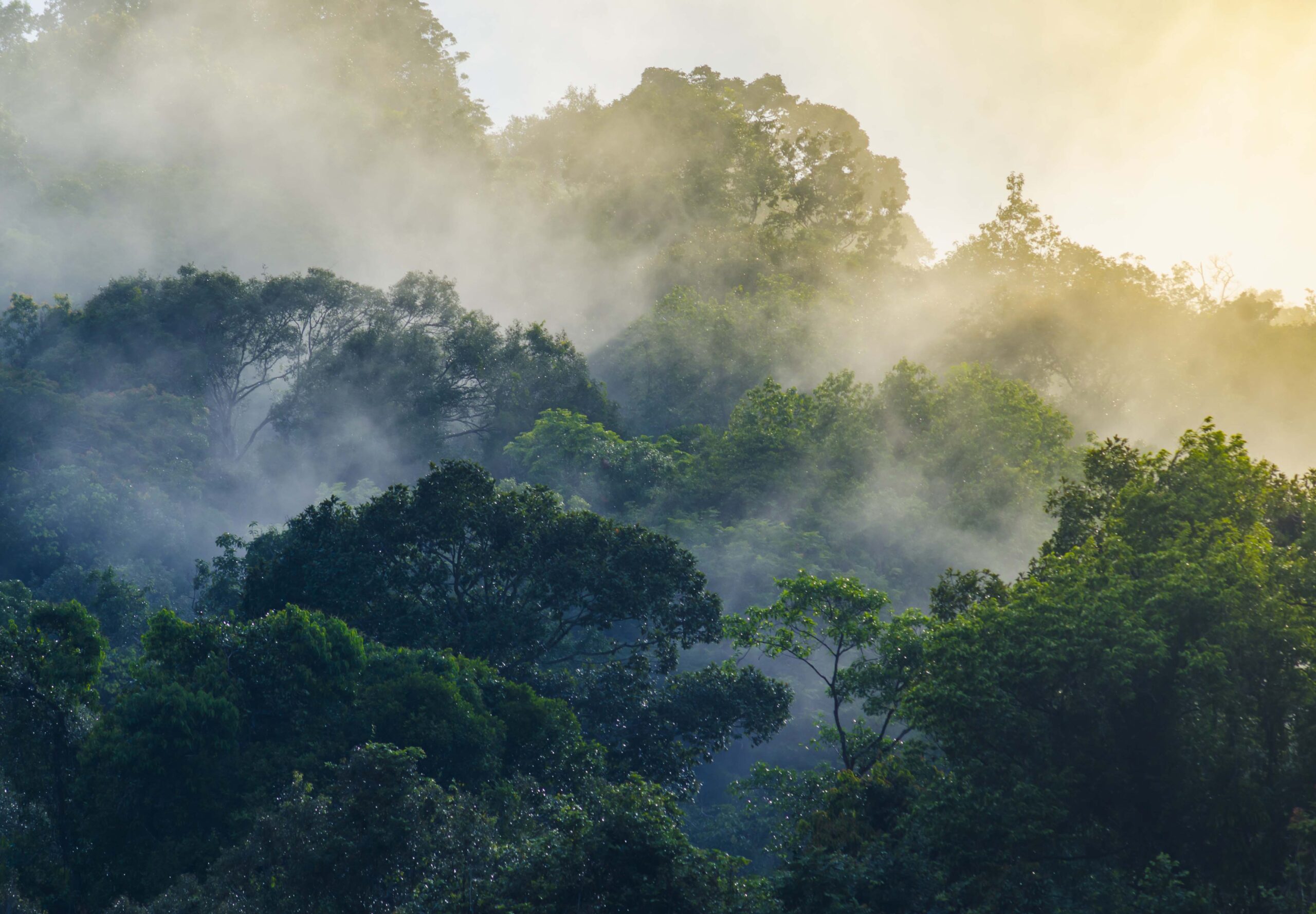 Read more about the article International Day of Forests 2024: Forests and Innovation
