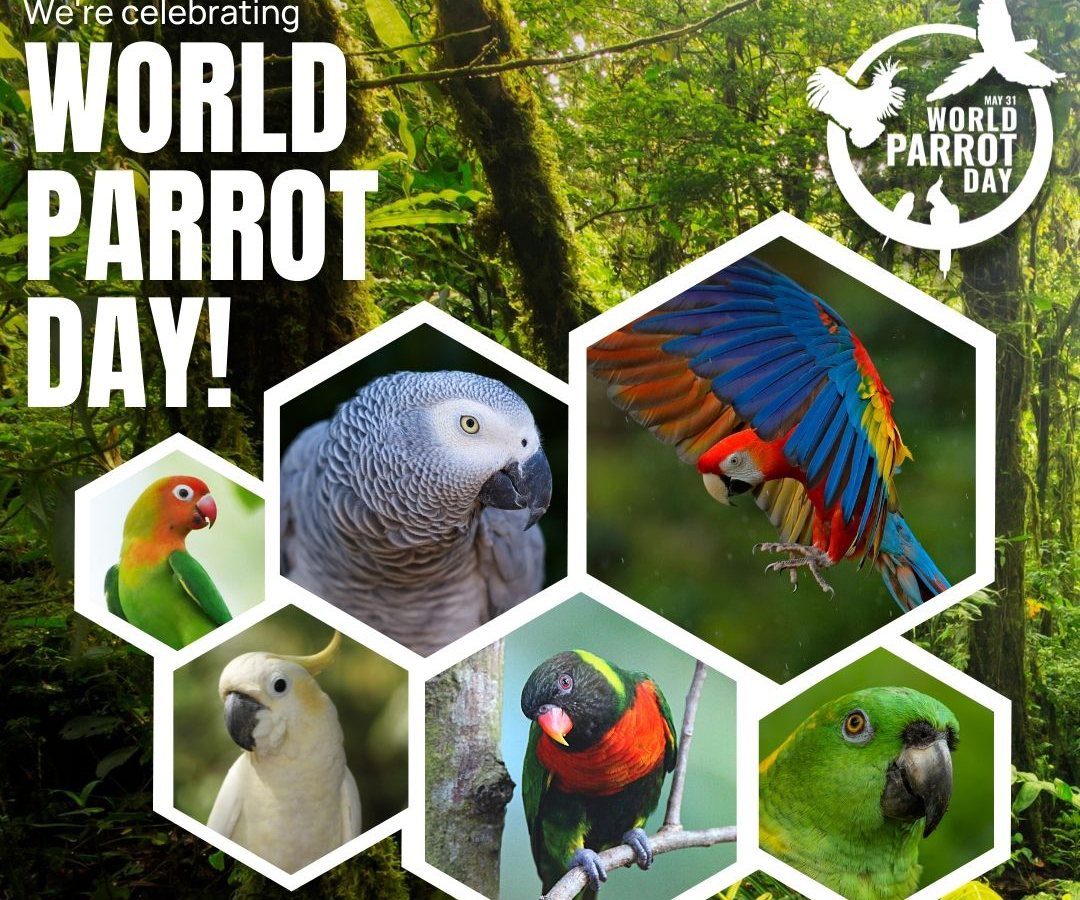 Read more about the article Fun Facts about Parrots on World Parrot Day