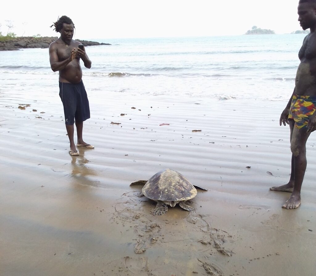 Turtle on the beach. On each side is a man