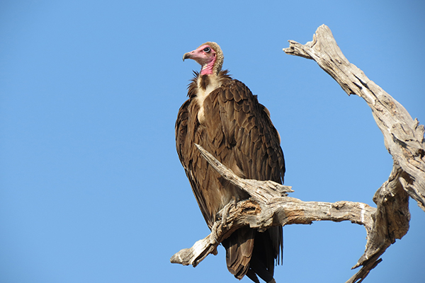 Read more about the article “Hands off our Vultures” A poem for a forgotten hero – the Hooded Vulture