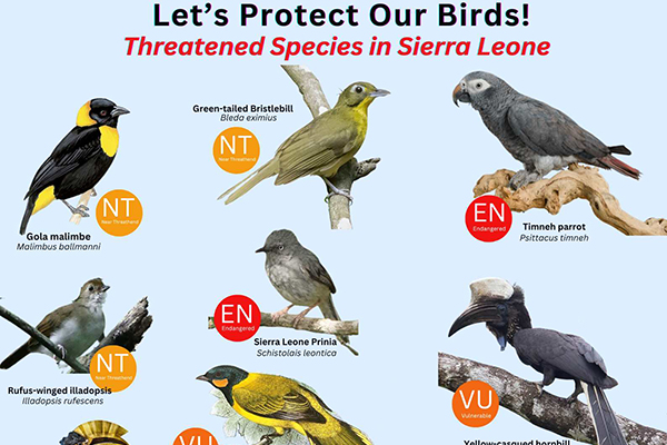 Read more about the article Do you know our threatened bird species?