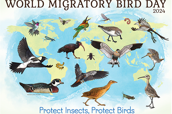 Read more about the article World Migratory Bird Day 2024 – Protect insects, protect birds