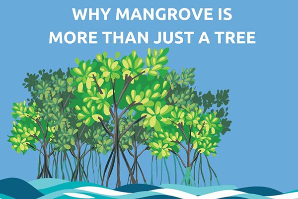 Read more about the article International Day for the Conservation of the Mangrove Ecosystem – Importance of Mangroves