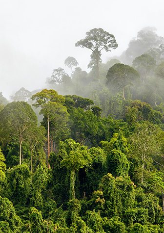 Treetops of Dense Tropical Rainforest With Morning Fog Located Near The Malaysia-Kalimantan Border