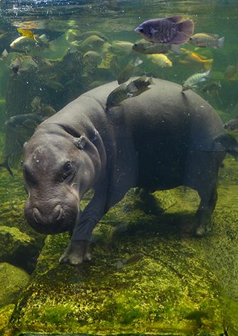 Hippo underwater, pygmy hippopotamus in water through glass, Khao Kheo open zoo, Thailand